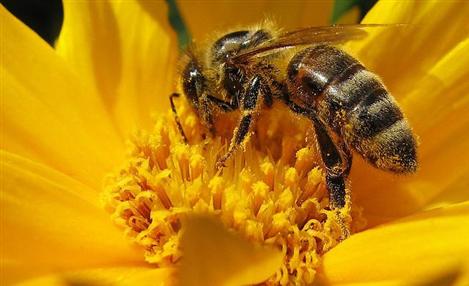 Bayer apoia combate a parasita de abelhas