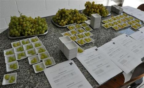 Bayer pesquisa sabor de uvas