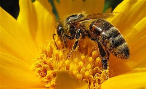 Criação de abelhas em alta na Alemanha